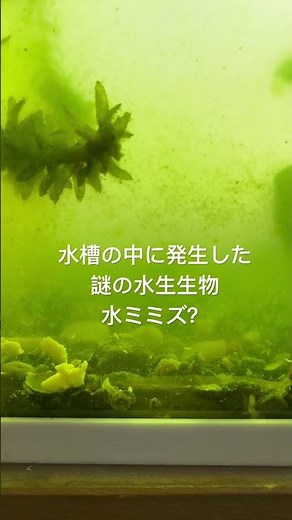 水槽の中に発生した謎の水生生物 水ミミズ？ 2024年7月24日