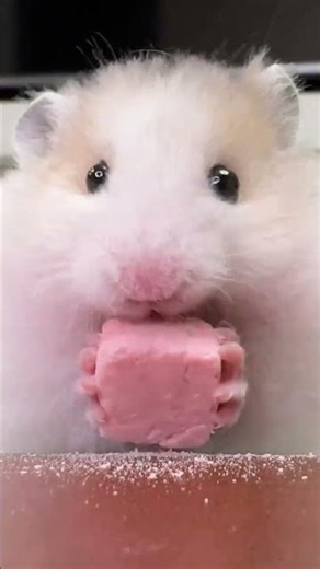 Golden Thread Bear Teaches Mouse the Golden Thread PetEducationalVideo