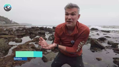 The Science Behind a Slug’s Toxic Secretions