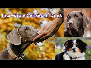 The Extraordinary Senses of Dogs | How Dogs See, Hear, and Smell the World