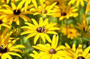 25 Easy-To-Grow Flowers That Attract Bees
