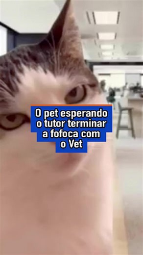 O pet pensando: