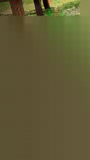 1.6K views · 14 reactions | Celebrate Colorado with us by adopting a shelter pet! Stop by between July 26 - August 4 and enjoy 50% off adoption fees for dogs and cats 3 years and older!  View our available animals at BoulderHumane.Org #CelebrateColorado #AdoptAShelterPet #AdoptAShelterDog #AdoptAShelterCat #HSBV #HumaneSociety #Boulder | Humane Society of Boulder Valley | Facebook