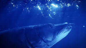 Calling all MUSKIE nuts, we need your help! Bill Lindner is trying to launch a book featuring the history, lore, technology, and future of muskie fishing. Check our the Kickstarter page - https://www.kickstarter.com/projects/585671865/muskie The photography has been shot and the stories have been written, but we need your help to get this book published. If we can't reach our goal by May 7th, the book will be stuck on the runway. Help us spread the word by sharing with your friends. We really ap