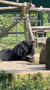 They say bears don’t have facial expressions… but tell that to THESE faces! 😍🐻 They can’t show every thought or feeling like humans do, but their eyes, ears, and body language reveal a whole world of emotions. And that’s what makes us smile every single day at the sanctuary with our rescued bears 💛 #Bear #MoonBear #Sanctuary #Rescued #AnimalsAsia #HappyBear #Cute #Fun #Reel | Animals Asia