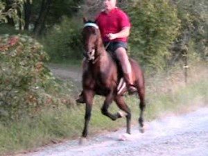 world champion speed racking horse