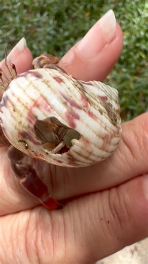 His poor body is so exposed. Another snail made the initial hole to eat the snail that lives in the shell. | Crustacean Plantation
