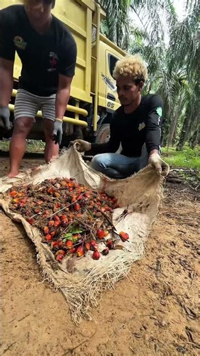 Hauling palm oil seeds.