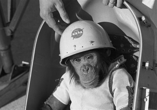 Ham the Astrochimp: Unwilling Simian Pioneer in the Space Race