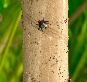 Quick and Simple Solutions to Banish Pests from Your Space! | 3-Minute Hacks