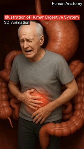 3D Illustration of the Human Digestive System | How Your Body Digests Food** Ever wondered how your body turns food into energy? 🍎 This **3D animation of the human digestive system** takes you on a fascinating journey — from the moment you take a bite to how nutrients are absorbed and waste is eliminated. Watch as the **mouth, esophagus, stomach, intestines, liver, and pancreas** work together in perfect harmony to keep your body functioning every single day. 🎥 Perfect for: * Students & teache