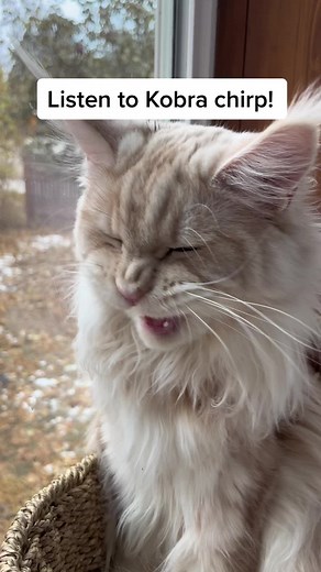 Maine Coon Chirping: What It Sounds Like