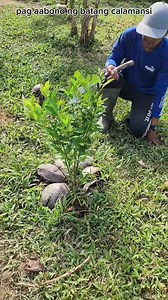 happy to share the info on how to properly fertilize fruit bearing trees according to their age #fbreels #fertilization #plantlovers | Glods Penuela