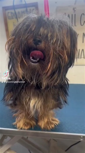 Cola the Yorkie Grooming Transformation | Part 2