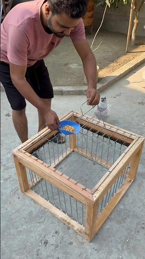 Making a trap to catch pigeons #pigeon #pigeonlaver #pet