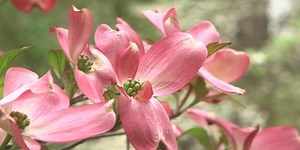 Dogwood Azalea Festival underway in Charleston, Mo.