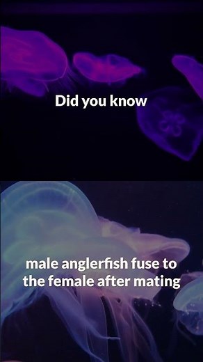 Anglerfish Mating A Committed Relationship