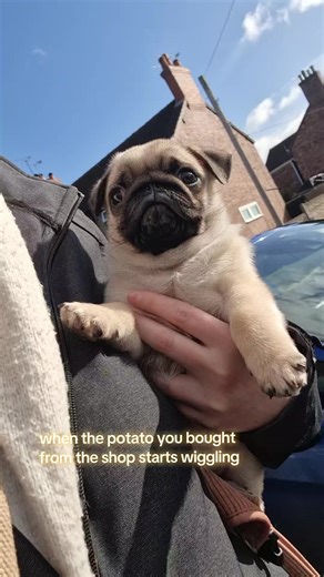 He was so wiggly in his carrier that i ended up taking him out of it for the rest of our walk. Look at his sweet little pug puppy face though i love him so much #pugpuppy #puppy #dogs #pug #creatorsearchinsights