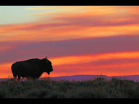 Bison of the Henry Mountains in Utah