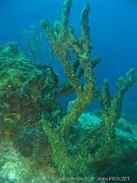 Finger Sponge (Iotrochota birotulata)