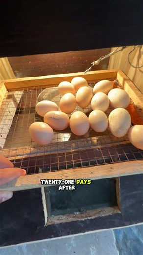 How many days does it take for a chick to hatch in a hatching machine? #hatchingchicks #chicks
