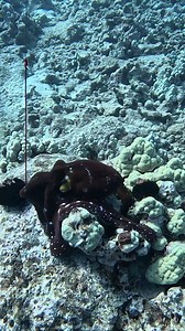 Secret Octopus Hunting Trick! #fishing #spearfishing | Ryan Myers