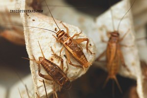 Surprising Facts: How Long Do Crickets Live Without Food Or Water? - Inside The Yard