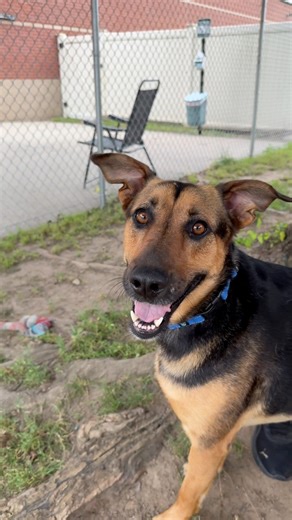 Meet LAURA, professional sweetheart, at Dakin! The adoption center is open Tuesday - Saturday from 12:30 - 3:00 at 171 Union St, Springfield! | Dakin Humane Society