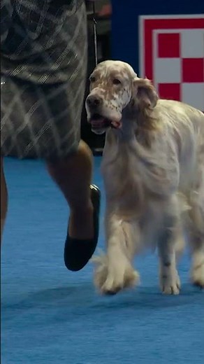 strutting into the spotlight. 🐾✨