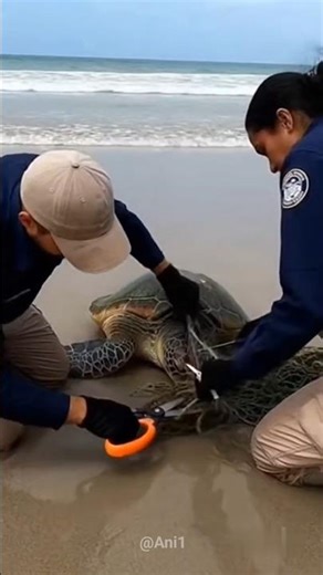 A turtle caught in a net gets into trouble.