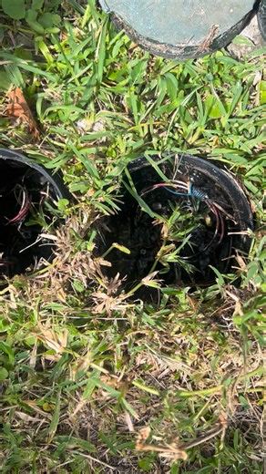 Irrigation Valve Replacement For A Customer Overtime Solutions 📱407.913.3070 📱 #watchuswork407 #brokesprinklerpipe #overtimesolutions #IrrigationMaintenance #whynotus #callus #commercialirrigation #sprinklers #badirrigationvalves #irrigationvalve | Overtime Solutions