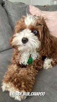 Cavapoo #dogfacts #cockapoo #puppy #dogbreed #dogbreed #cutedog