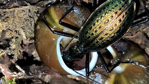 绿妖步甲Carabus.haeckeli捕食蜗牛（存货视频）