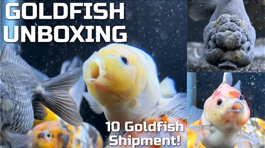 Unboxing a Mystery Package from Goldfish Island – What Did They Send Me?