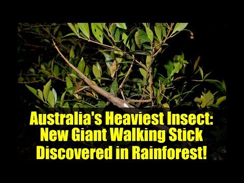 Australia's Heaviest Insect: New Giant Walking Stick Discovered in Rainforest!