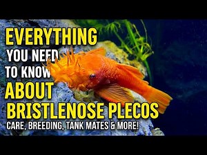Everything You Need to Know: Bristlenose Pleco Care and Breeding!