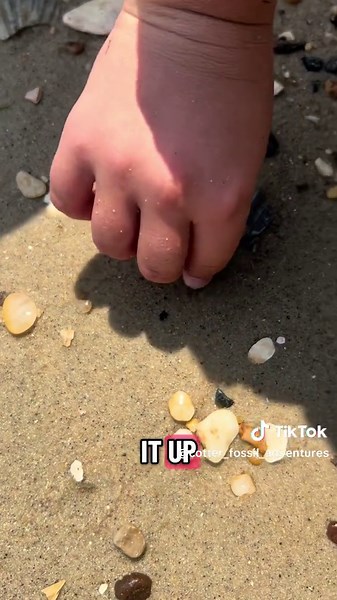 Discovering Shark Teeth at Calvert Cliffs