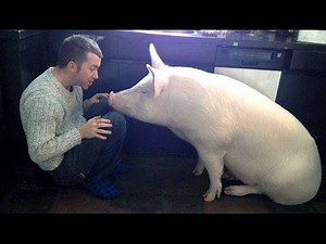This Couple Thought They Adopted A Mini Pig, But It Grew Up Into