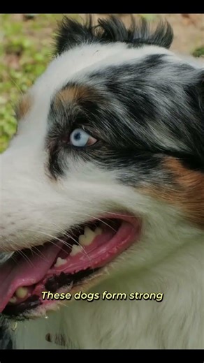 Australian Shepherd Breed Guide