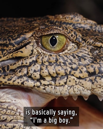 31K views · 267 reactions | Time to get hands-on with these iconic creatures! | Brave Wilderness | Facebook