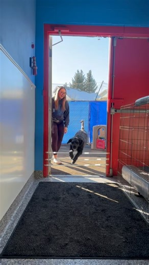 Happy Leap Day! 🐕📆 Check out some of our pups leaping into March (featuring warmer weather from last week!) #maplesdoghouse #dogdaycare #doggydaycare #dogdaycareandboarding #yegdogs #dog #dogs #dogreels #dogsofinstagram #leapyear #leapday #leapyear2024 | Maple's Doghouse