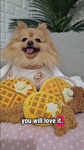 🧇❤️Do you Like it? 🥺🐾❤️ #pomeranian #cutedog #dogshorts