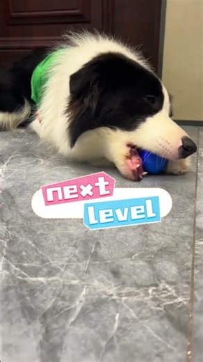 Golden Retriever Gets Tired… Border Collie Shows the Smart Way to Play 😂