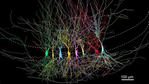 The brain's memory center doesn't start as a blank slate, study suggests