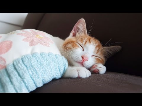Cat Lullaby Music for Kittens - Sweet Dreams with Cat Sleep Tunes, ASMR Peaceful Sounds for Cats!