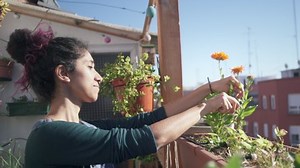 Cutting Flowers Garden Scissors 스톡 동영상 비디오(100% 로열티 프리) 1045742926 | Shutterstock