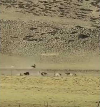 The big war of Wolves vs dogs #tibetanmastiff