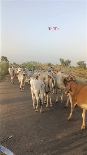 قطيع كبير من الأبقار يسير في طريق القرية. 🐄🌿
