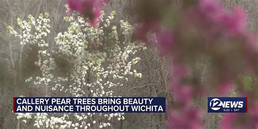 ‘Kind of a Jurassic Park situation’: Invasive spread of Callery pear trees