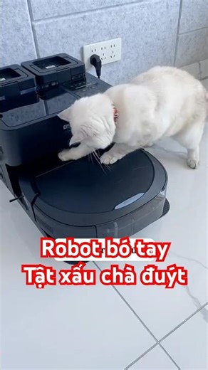 Robots are helpless against my cat's bad habit of rubbing its butt. #Shorts #TwoFamily #EveryDayF...